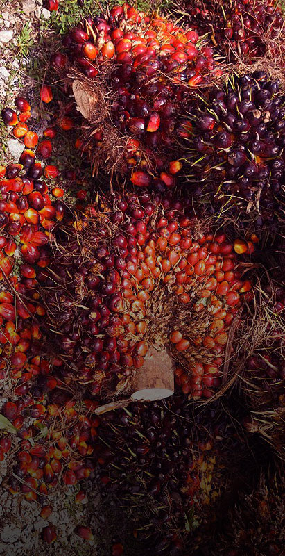 oil-palm-fruits